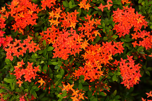 Many red rubiaceae flowers