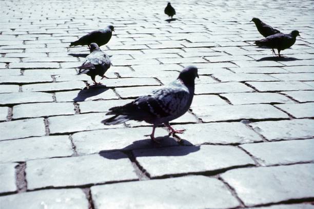 Prague, Czech Republic, 1975. City pigeons on paving stones.