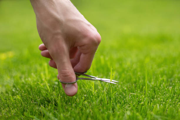istock hand with scissors mows a fresh green lawn 1328909359
