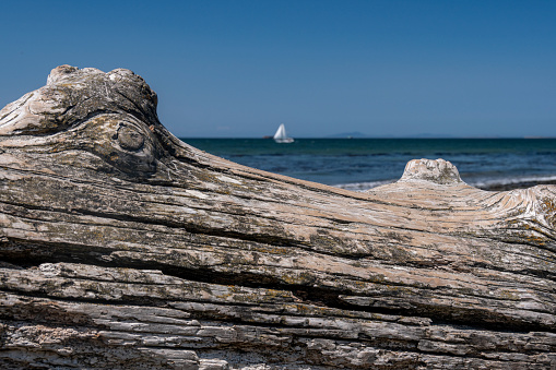 A close-up of a weathered log on the shore of the Puget Sound on Whidbey Island in the Puget Sound. The horizon over water is visible with a sailboat in the distance.