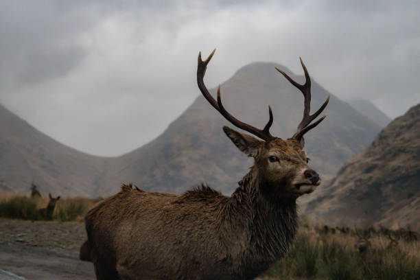 Deer with antlers in the Scottish Highlands, Glencoe, wildlife on the road