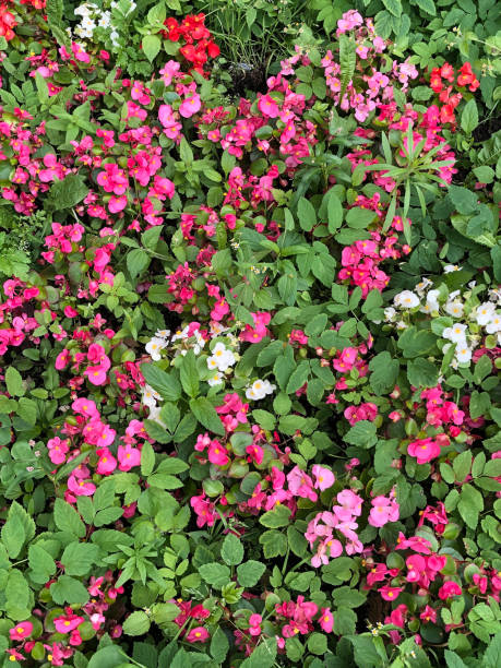 istock beautiful natural floral  backround 1328909495
