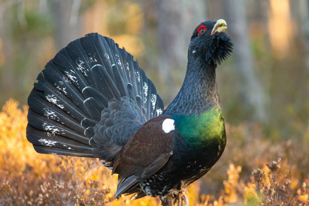 jeu de capercaillie - grand tétras photos et images de collection