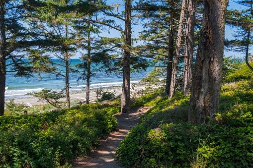 A footpath through an evergreen forest and fern undergrowth that ends at a beach strewn with driftwood on Whidbey Island in the Puget Sound.  Image captured at Fort Ebey State Park.