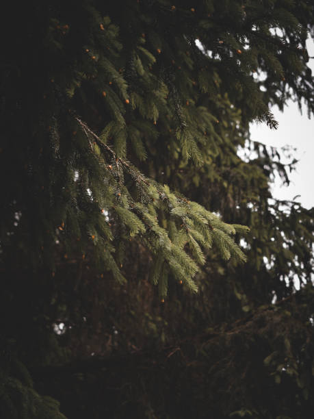 istock a great view on an italian forest 1328910345