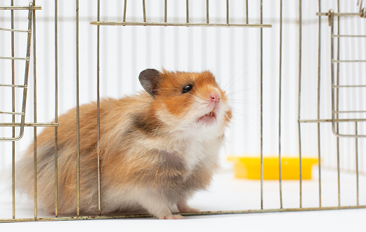 A Syrian hamster looks out of its cage. Close-up, natural light