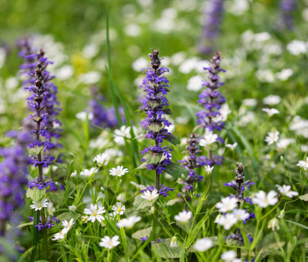 fundo do prado. ajuga reptans e stellaria flores em um fundo verde natural. flores silvestres de verão. - ajuga - fotografias e filmes do acervo