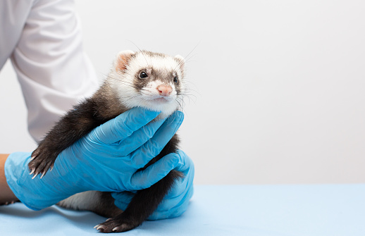 Vet examines a patient ferret isolated banner with copy space