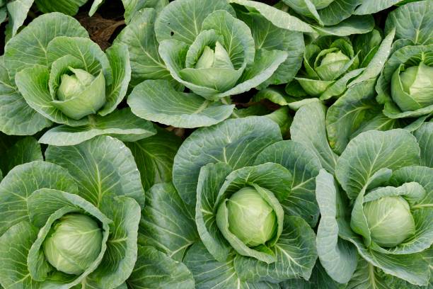 Cabbage field at fully mature stage ready to harvest Cabbage is a leafy biennial plant grown as an annual vegetables crop for its dense leaved heads. cabbage stock pictures, royalty-free photos & images