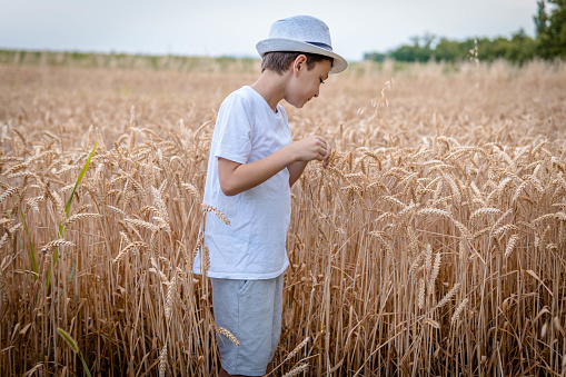 Boy in a ripe golden wheat field holding the crop