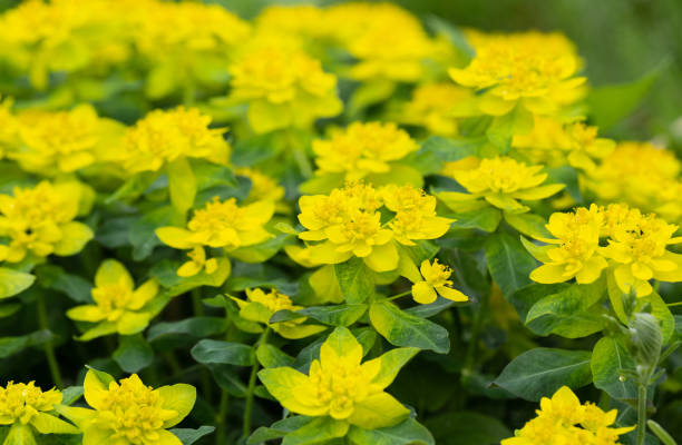 cuscino fiori gialli di euforbia nel giardino da vicino. spurgo cuscino, epitimoide di euforbia. fiori decorativi da giardino. - euphorbiaceae foto e immagini stock