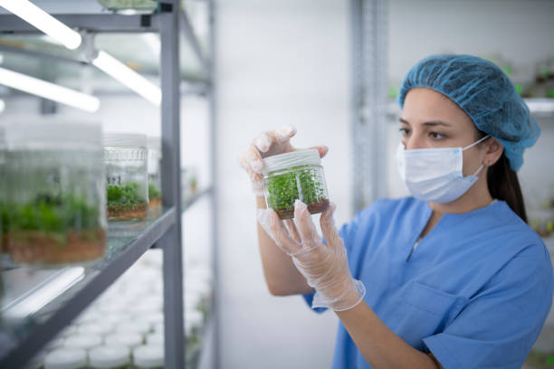 istock Scientist Examining In Vitro Plants In Botany Laboratory. 1328912742