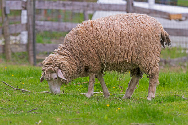 istock Domestic Sheep Ready to be Sheared 1328913400