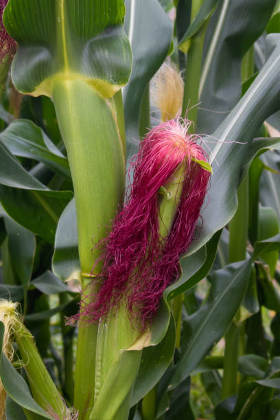 Close-up of one corncob growing in nature with corn silk resembling red hair