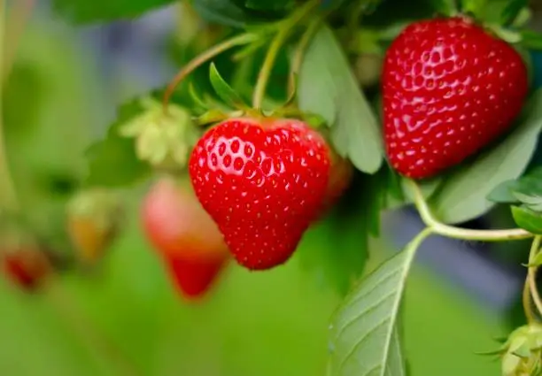 Photo of Strawberry fruits in growth at farm field