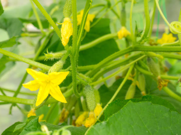 istock blooming small cucumbers on a branch in a greenhouse 1328914222