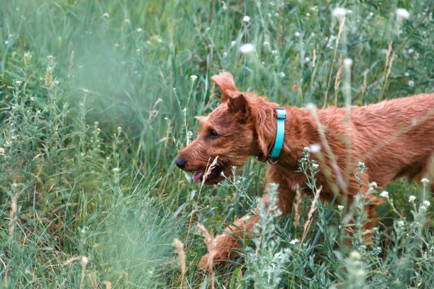 若い深刻な意図的な子犬純血種アイルランドテリア赤毛犬は、ダニの季節に自然の中で自然の中で夏の草の中で実行されます - irish terrier dog running terrier ストックフォトと画像