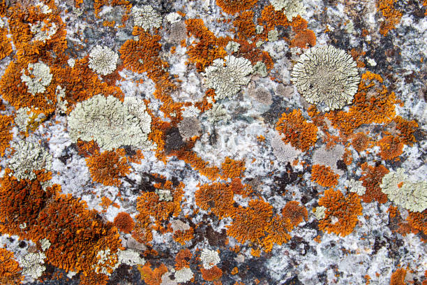 istock background of moss and lichen on the stone 1328917535