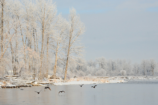 Frost holds onto park trees as flock of ducks land for rest