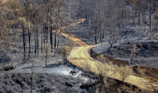istock Burned forest with trees and ashes on the ground. Forest fire nature disaster. 1328917690