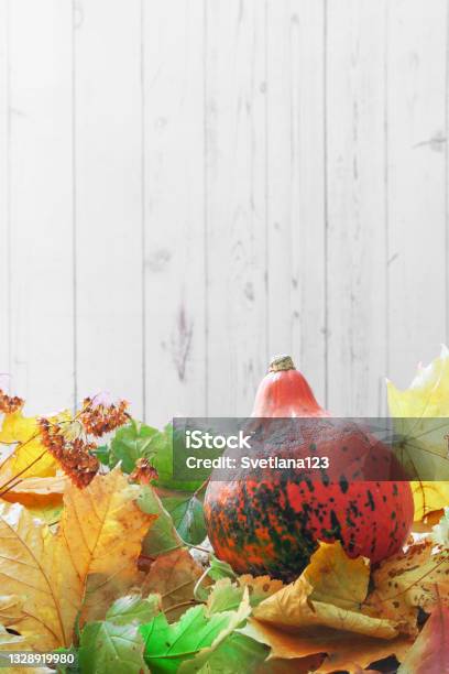 Multicolored Autumn Fall Equinox Festival Leaves And Pumpkin White Wooden Background Stock Photo - Download Image Now