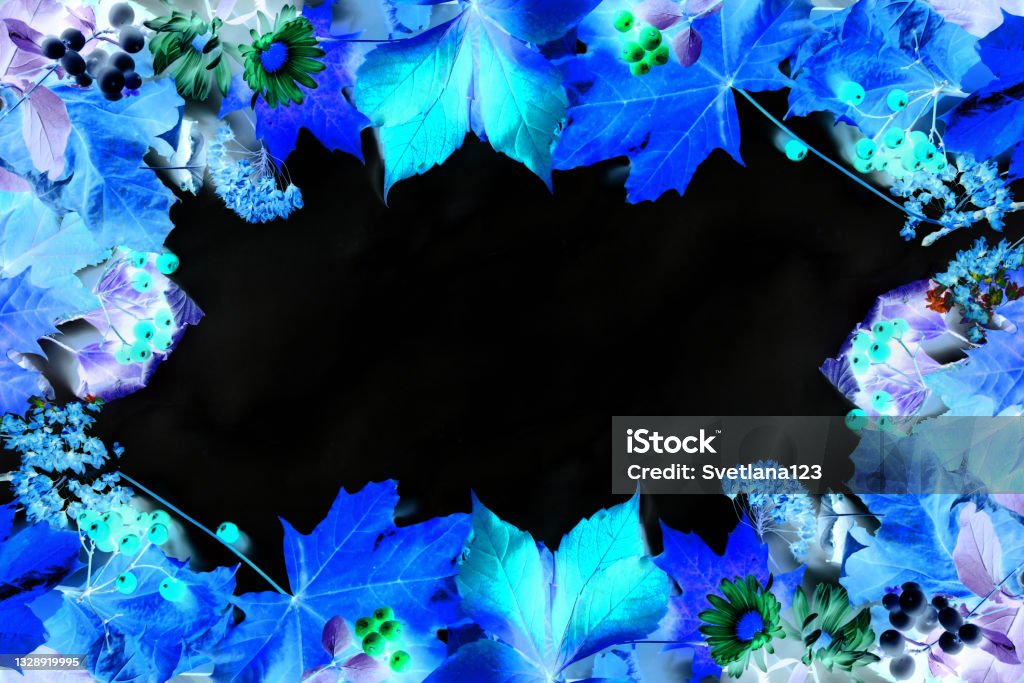 Blue autumn fall Mabon festival leaves black background Blue autumn fall Mabon festival leaves black background copy space Abstract Stock Photo