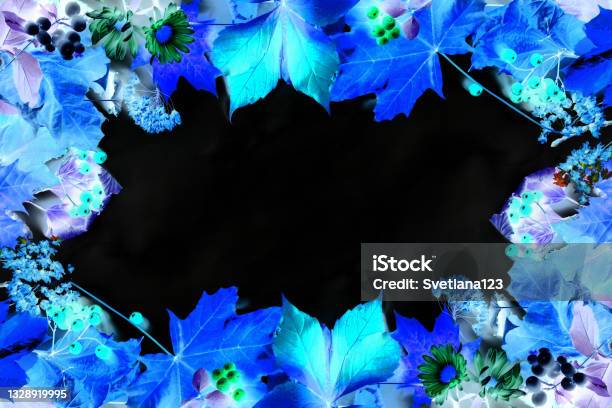 Blue Autumn Fall Mabon Festival Leaves Black Background Stock Photo - Download Image Now