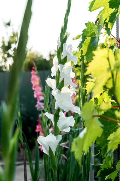 Bunch of white Gladiolus flowers in garden. Gladiolus Is a warrior's flower and a symbol of strength. Close up, front view, vertical