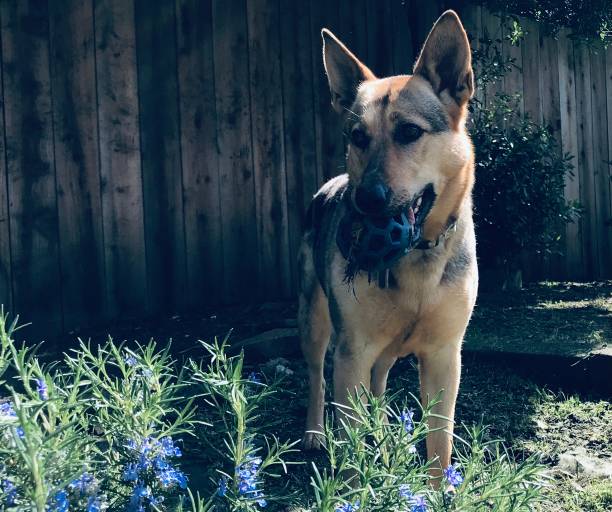 berger - dog retrieving german shepherd pets photos et images de collection