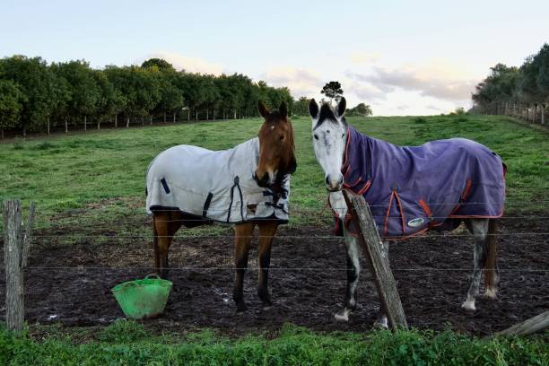 istock A two horse race? - Moggill, Queensland 1328922889
