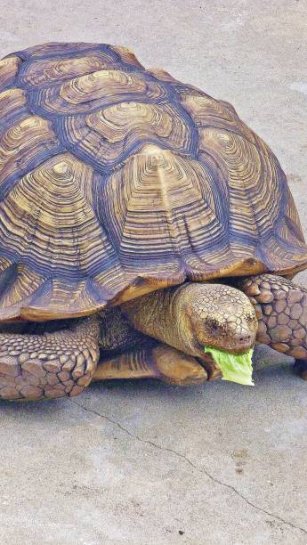 istock Tortoise eating close up 1328923801