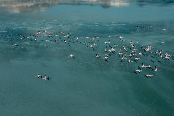 istock Flamingos flying on lake 1328923878