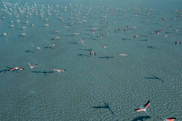 istock Flamingos flying on lake 1328924007