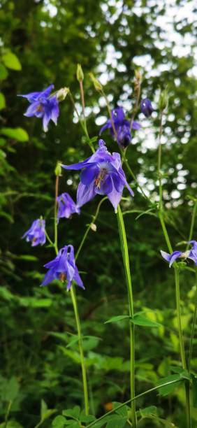 istock Wild and protected orchid, burgundy 1328924014