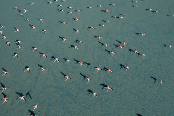 istock Flamingos flying on lake 1328924087