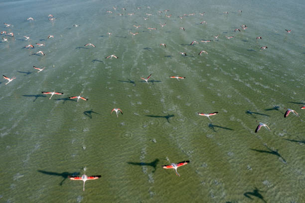 istock Flamingos flying on lake 1328924154