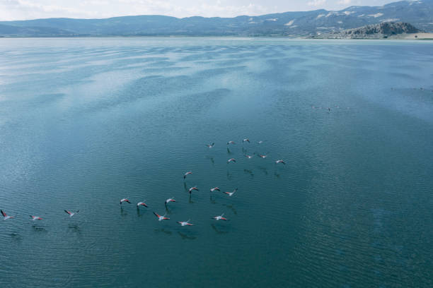 istock Flamingos flying on lake 1328924193
