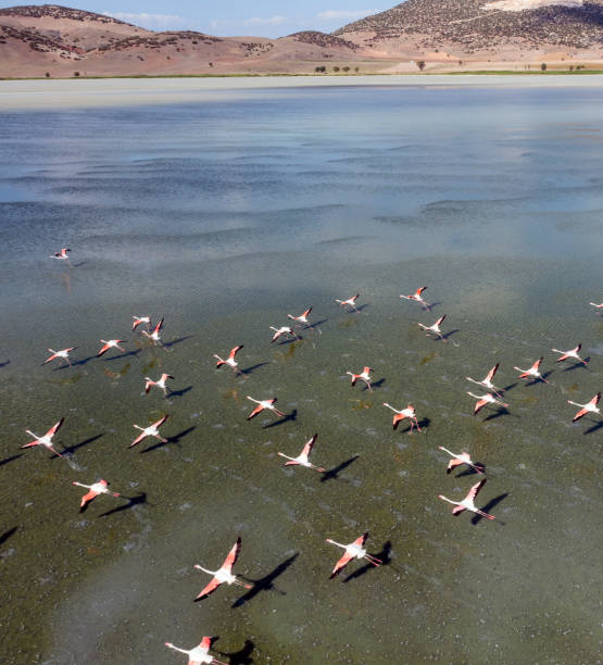 istock Flamingos flying on lake 1328924208
