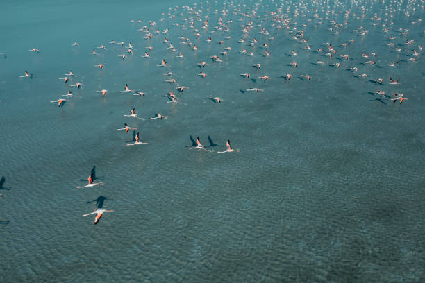 istock Flamingos flying on lake 1328924267