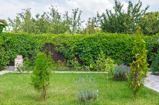 Peaceful garden with freshly mown lawn. Green fresh grass, trees, shrubs, landscaping and sky.
Beautiful backyard.