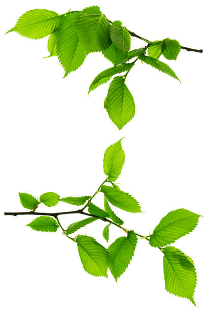 istock Twigs with beautiful green leaves isolated on a white background. Botanical element for decoration.template for design 1328926490