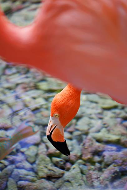 flamenco en la naturaleza - american flamingo fotografías e imágenes de stock