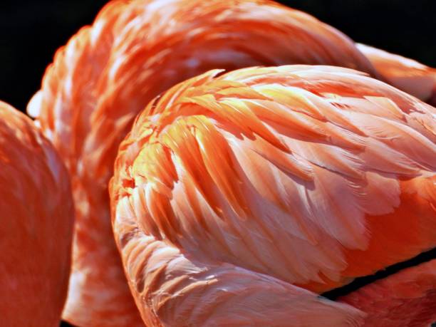 istock Flamingo in the wild 1328927741