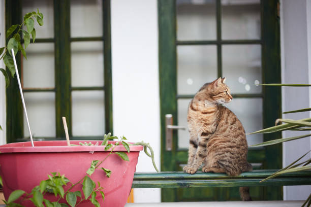 istock sweet cat on the balcony 1328928049