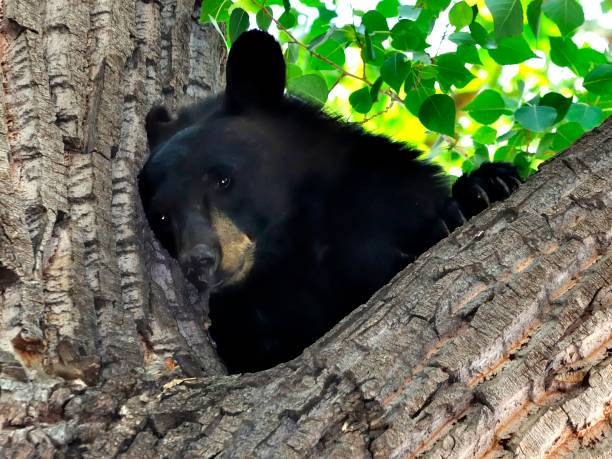 Bear In Tree Wishing Not stock photo