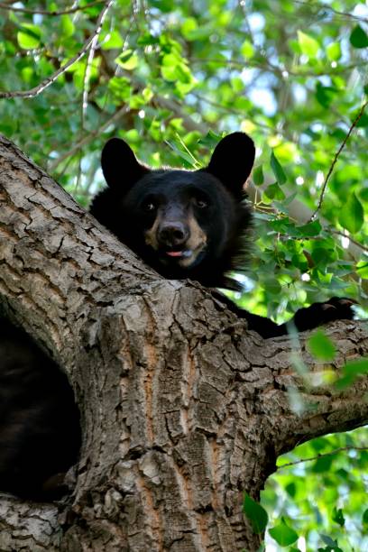 Alert Bear On Tree stock photo