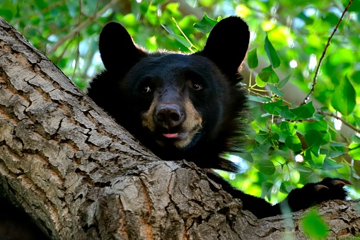 Bear in a tree enjoying the shade.  Manitou Springs, Colorado.