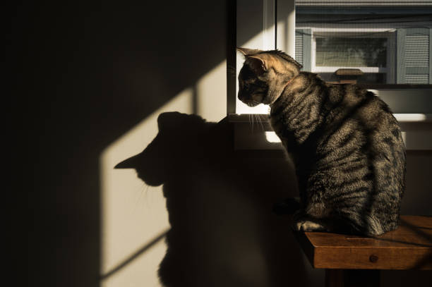 istock Tabby Cat Sitting in a Patch of Sunshine Looking at His Shadow 1328929258
