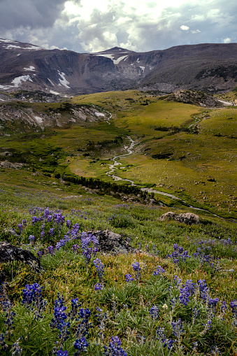hermoso paisaje de montaña con flores silvestres y arroyo photo
