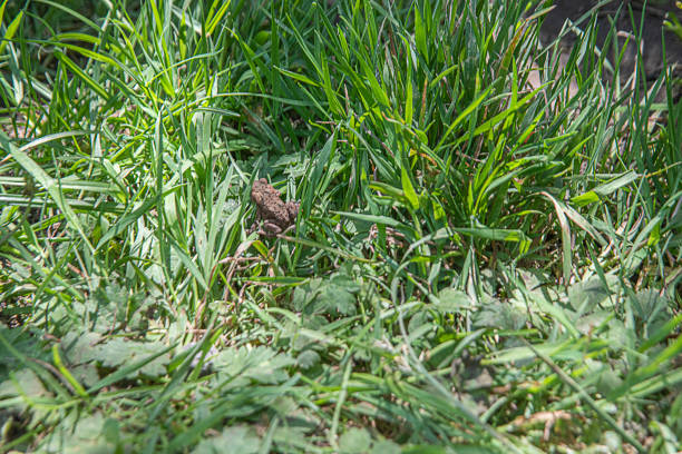 Front view of African bullfrog, Pyxicephalus adspersus.